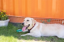 『真夏に犬の散歩』行かない方がいいの？どうしても必要な場合の注意点まで