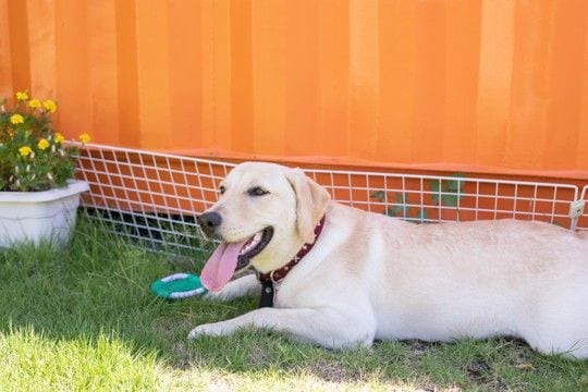 『真夏に犬の散歩』行かない方がいいの？どうしても必要な場合の注意点まで