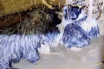大雨で水没する直前に発見された『野犬の赤ちゃん』→体は冷え切り、泥だらけで…緊急保護の様子に称賛「温もりをありがとう」「幸せへの一歩」
