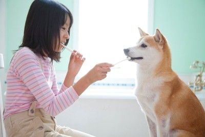 柴犬と歯磨きをする女の子