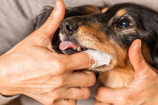 犬が『歯磨きを拒否』する理由5つ　スムーズにお手入れするためのコツとは？