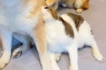 『病院に連れて行かれる』と察した猫→犬に助けを求めて…愛と平和に包まれた『尊すぎる光景』が111万再生「信頼がすごい」「擬態してるｗ」