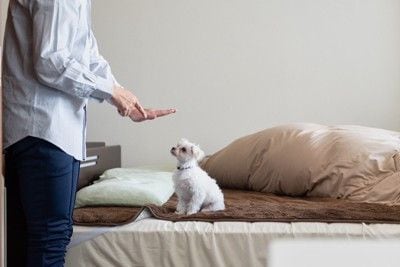 しつけをする男性