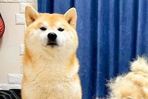 『AI画像かと間違えられるほどの…』換毛期の柴犬をブラッシングした結果→理不尽すぎる光景に1万いいね「もう1匹できそう」「誇らしげで草」