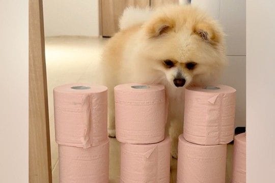 トイレットペーパーを置いたら、犬はどうするのか?→飛び越えると思いきや…予想を超える『まさかの展開』に爆笑「面白すぎww」「願えば叶う」