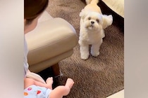 初めて『人間の赤ちゃん』を見て、つい吠えてしまった犬→戸惑いながらも受け入れ…愛に溢れた『30分後の光景』に反響「なんだろう、涙出る…」