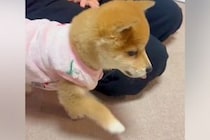 元気に走り回る子犬に『初めて服を着せてみた』結果→歩き方を忘れてしまい…『愛おしすぎる動き方』が7万再生「とてとて歩きｗ」「可愛すぎ」