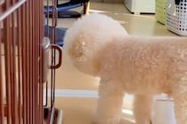 『風邪ひいた、どうしたらいいと思う？』と犬に聞いた結果→『心配してくれた』と思ったら…辛辣な展開が97万再生「好きｗｗ」「期待通り」
