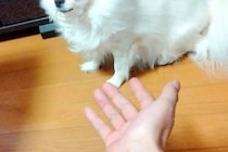 おやつが無い状態で『犬を呼んでみた』結果→あまりにも露骨な『表情』が面白いと4万いいね集まる「軽蔑の目してて笑った」「プロ意識高くて草」