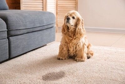 濡れたマットと犬