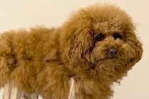 雨対策のため、犬に『レッグカバー』を着せてみた結果→思わず二度見する『衝撃のシルエット』が48万再生「足に角材つけてる？ｗ」「木製イヌ」