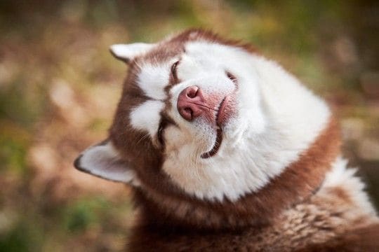 『ドジっ子な犬』の共通点4つ 天然な性格のワンコがよくみせる行動や考えられるトラブルまで