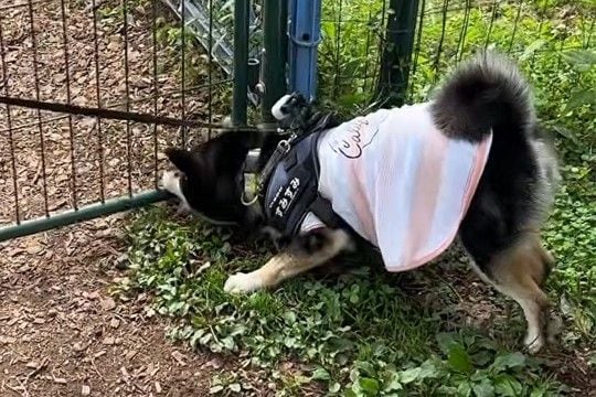 犬と旅行中にドッグランへ→『喜んで遊んでくれるかな』と思いきや…まさかの展開が20万再生「意味がわからないw」「自由奔放さが微笑ましい」