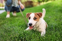 犬と公園に行ったときの『タブー行為』5選　飼い主が絶対に守るべきマナーや周りへの配慮まで
