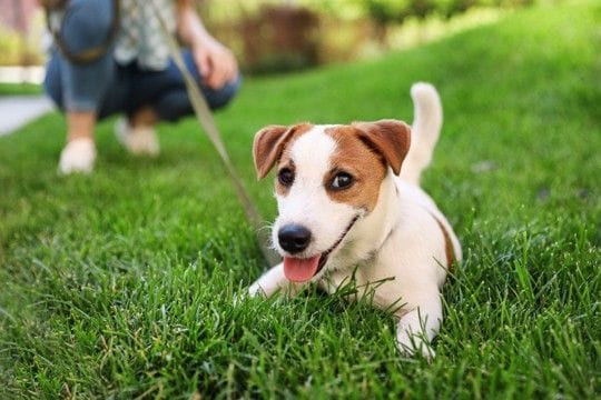 犬と公園に行ったときの『タブー行為』5選　飼い主が絶対に守るべきマナーや周りへの配慮まで