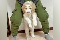 体重2キロの子犬を飼った結果→10ヶ月後、息子の身長をも上回り…あまりにもデカい『成長した現在』が35万再生「人間感ｗ」「AI加工かと」
