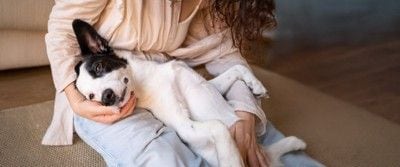 膝の上で甘える犬
