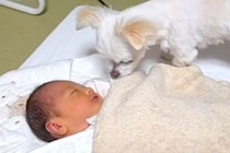 赤ちゃんと犬が『初めて出会った日』から振り返ってみたら…あまりにも愛おしい『成長記録』が10万再生「可愛いにもほどがある」「ほっこり」