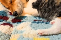 『捨てられていた保護猫』と一緒に寝る『先住犬』→ふと覗いてみると…心を許しすぎている『尊い寝方』が7万再生「可愛くて無理」「なんて幸せ」