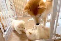 生後32日目の赤ちゃん犬たちが『ママ犬に反抗した』結果…母として『教育熱心に指導する光景』が尊すぎると12万再生「母は偉大」「ほっこり」