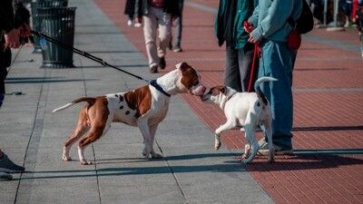 挨拶する犬たち