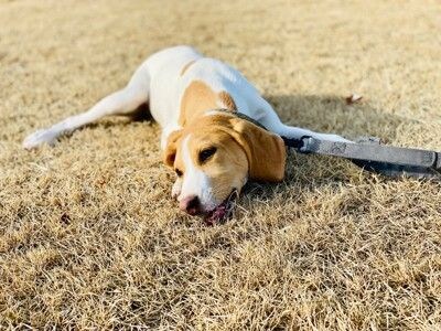 散歩で疲れた犬