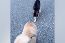 犬が『仲良しな野良猫』と遭遇した結果→イチャイチャしすぎて…可愛いが渋滞している『相思相愛な光景』に反響「モフモフ交流」「めり込んでて草」