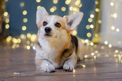 犬とイルミネーション