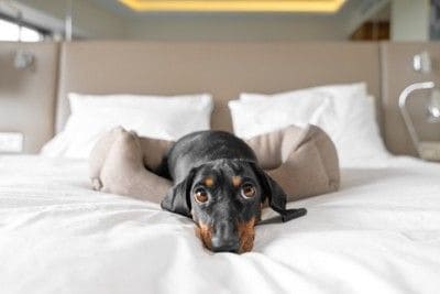 ベッドの上の犬
