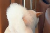 犬を置いて2階に行った結果→戻ると『ソファの裏側』で寂しがっていて…『あまりにも健気な光景』が35万再生「愛おしすぎ…」「抱きしめたい」