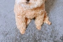 朝、ゴミ捨てのため『5分間だけ外に出た』結果→帰宅後、家で待っていた犬が…『愛おしすぎる光景』に7万いいね「反則」「泣けるほど可愛い」