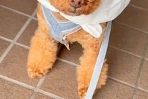 大雨の日、犬に着せるカッパがなかったので『即席で作った』結果…まるで給食当番？想像以上にお似合いな光景に反響「不満気ｗｗ」「可愛すぎ」