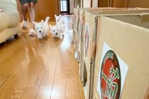朝、7匹の子犬のご飯で『一蘭風のスペースを作ってみた』結果→思わず笑ってしまう光景が137万再生「めっちゃ可愛いｗｗ」「スムーズで草」