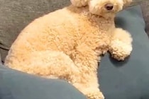 急に雨が降ってきたので、犬の散歩を中止した結果→納得してくれず…子供のように『駄々をこねる光景』が10万再生「必死ｗ」「諦められないｗ」
