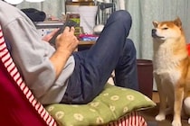 父がスマホを操作していたら、犬が『おやつほしい』とおねだりをして…空気を読み過ぎている『訴え方』が9万再生「首の角度ｗ」「控えめで草」
