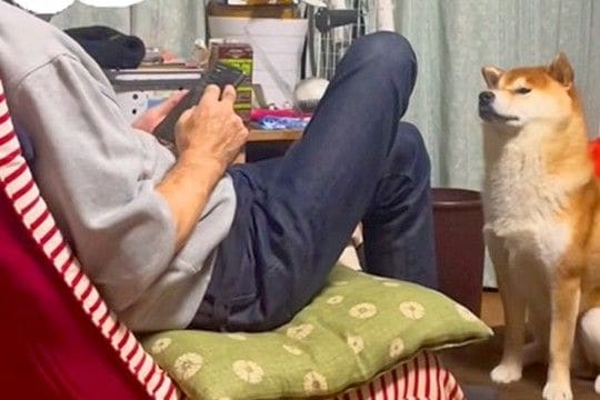 父がスマホを操作していたら、犬が『おやつほしい』とおねだりをして…空気を読み過ぎている『訴え方』が9万再生「首の角度ｗ」「控えめで草」