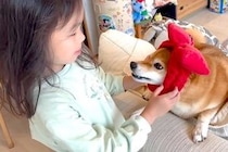 『人に歯を当てたらダメ』と犬を叱った結果→5歳の女の子が庇おうとして…愛を感じる『まさかの光景』に反響「泣ける」「荒んだ心が浄化された」