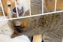 犬のことを愛しすぎている猫→大好きが溢れてしまい…まるでカップルのような『想像以上の光景』が59万再生「愛が重いｗｗ」「私も混ざりたい」