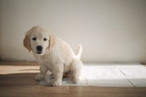 犬が『おしっこをした後』によくする仕草や行動6つ　治療が必要なサインまで