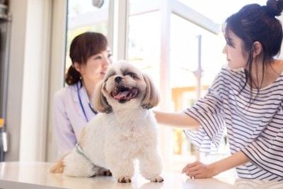 診察台の上の犬