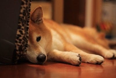 床に横になる柴犬