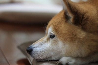 寂しそうに伏せる柴犬