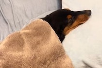 布団をかけて眠っている犬→ふと、めくってみた結果…思わず二度見してしまう『まさかの光景』が70万再生「新幹線みたいｗｗ」「ウナギで草」
