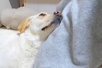 ママにベッタリな大型犬→なぜかパパが家にいる時だけ…あからさますぎる『態度の違い』に反響「パパ切ないｗｗ」「甘えっぷりが小悪魔すぎる」