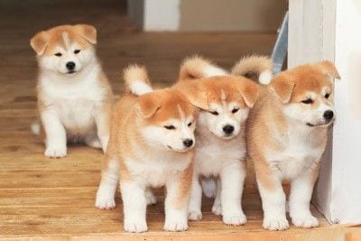 秋田犬の複数の子犬