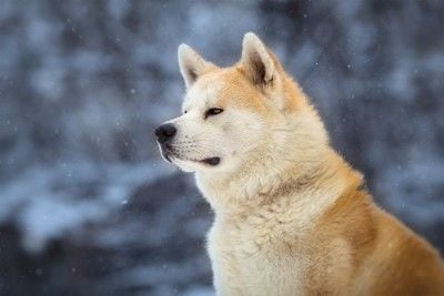 雪、秋田犬の横顔