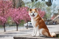 『秋田犬』が世界的に人気な理由6つ　どんな性格をしているの？知られざる魅力までご紹介