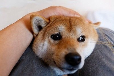 膝に甘える柴犬の顔