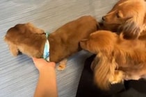 トリミングでイメチェンした父犬→帰宅後、3匹の子どもたちが『知らない犬だ』と勘違いして…まさかの反応に「そんな気づかない？ｗｗ」の声