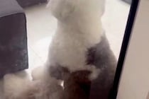 大型犬に『いつもより長めのお留守番』をしてもらった結果→帰宅すると、ドアの前で…人間の子どものような『拗ね方』に反響「めっちゃ可愛い」
